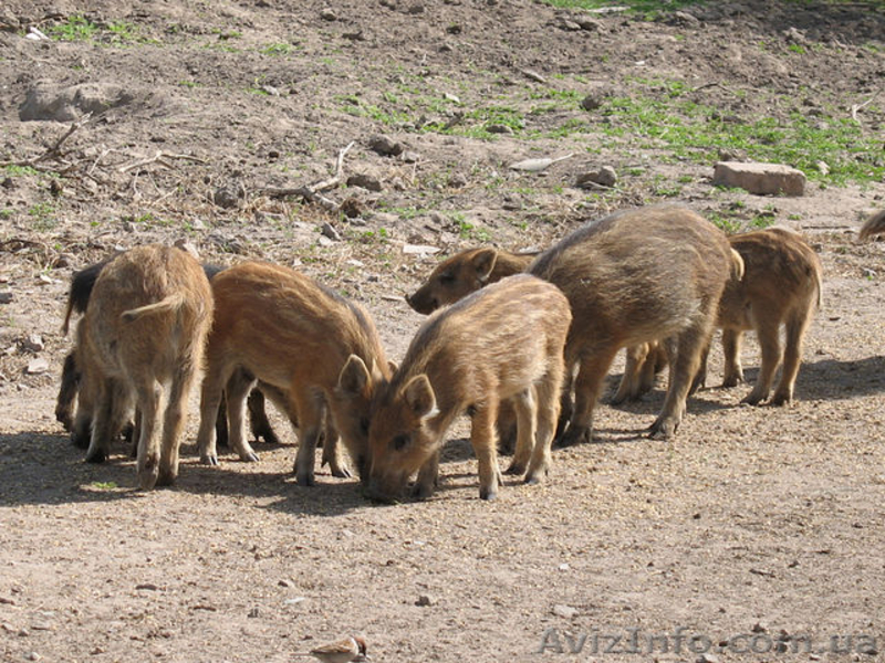 ПРОДАМ СВИНЬИ ДИКИЕ  - <ro>Изображение</ro><ru>Изображение</ru> #1, <ru>Объявление</ru> #265895