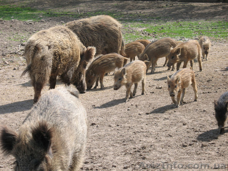 ПРОДАМ СВИНЬИ ДИКИЕ  - <ro>Изображение</ro><ru>Изображение</ru> #4, <ru>Объявление</ru> #265895