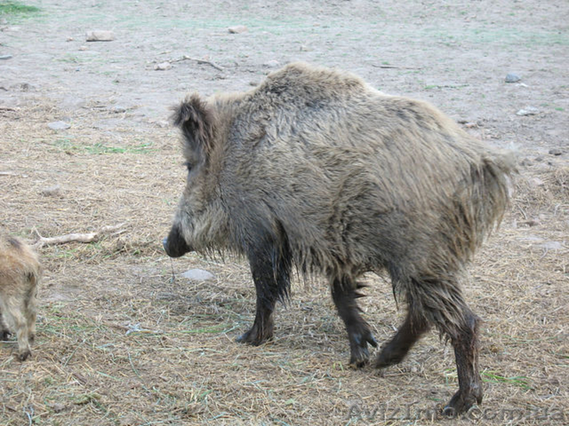 ПРОДАМ СВИНЬИ ДИКИЕ  - <ro>Изображение</ro><ru>Изображение</ru> #5, <ru>Объявление</ru> #265895