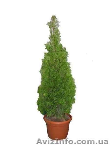 УКРЛІСКОНСАЛТИНГ - <ro>Изображение</ro><ru>Изображение</ru> #4, <ru>Объявление</ru> #303769