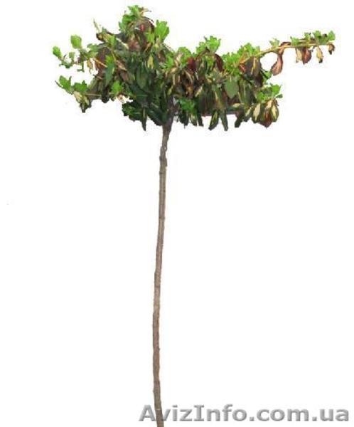 УКРЛІСКОНСАЛТИНГ - <ro>Изображение</ro><ru>Изображение</ru> #5, <ru>Объявление</ru> #303769