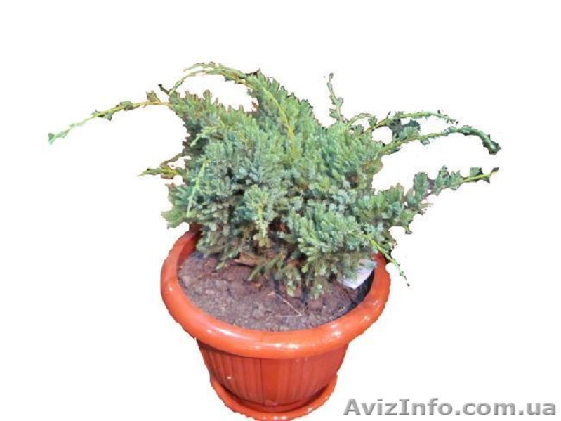 УКРЛІСКОНСАЛТИНГ - <ro>Изображение</ro><ru>Изображение</ru> #6, <ru>Объявление</ru> #303769