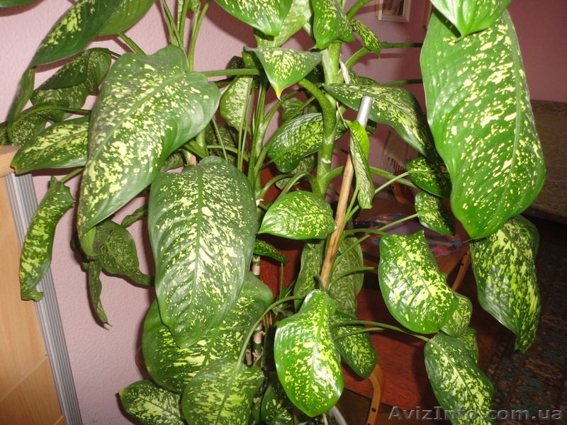 Комнатное домашнее растение Диффенбахия, высотой 1,65м, идеальное состояние!!!!! - <ro>Изображение</ro><ru>Изображение</ru> #3, <ru>Объявление</ru> #311409
