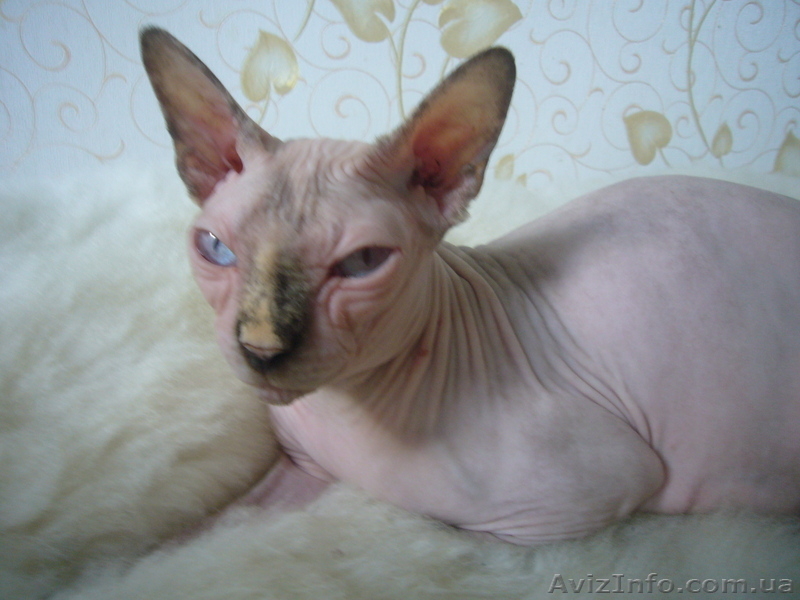 Милые очаровашки - котята канадского сфинкса - <ro>Изображение</ro><ru>Изображение</ru> #2, <ru>Объявление</ru> #326401