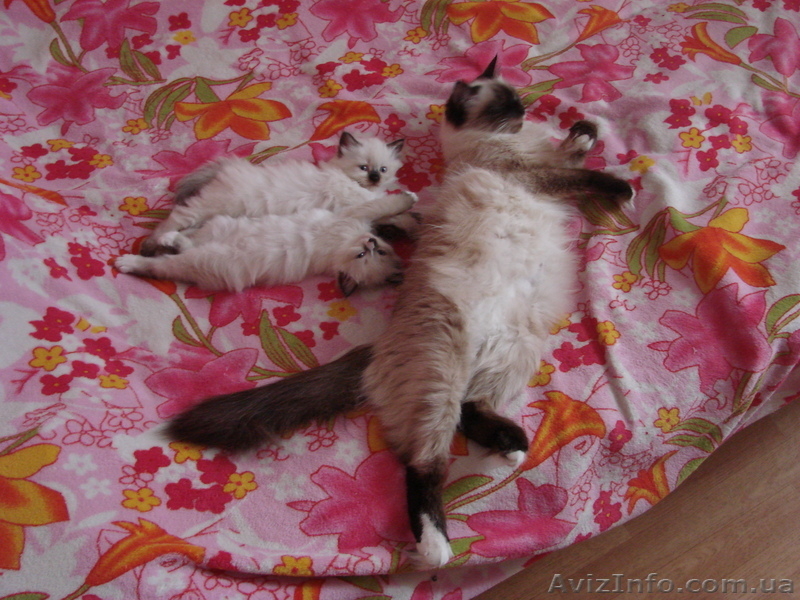 Котята - мальчик и девочка - <ro>Изображение</ro><ru>Изображение</ru> #1, <ru>Объявление</ru> #343841