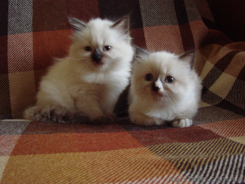 Котята - мальчик и девочка - <ro>Изображение</ro><ru>Изображение</ru> #2, <ru>Объявление</ru> #343841