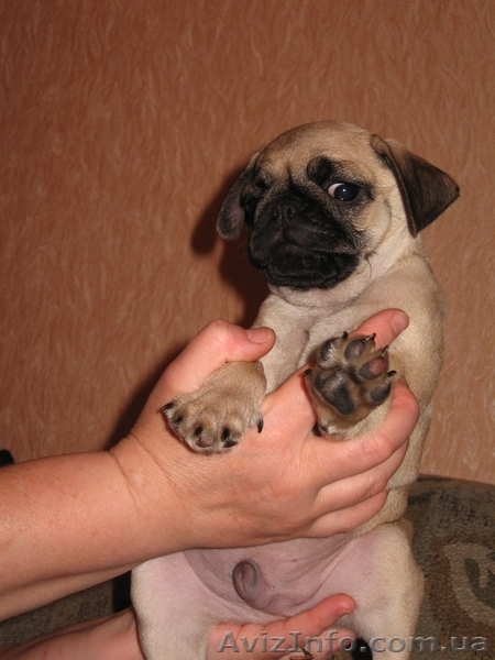 Продам щенка мопса (кабель) - <ro>Изображение</ro><ru>Изображение</ru> #2, <ru>Объявление</ru> #348546