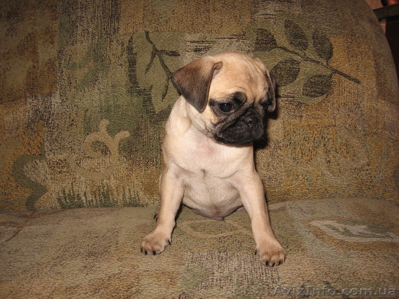 Продам щенка мопса (кабель) - <ro>Изображение</ro><ru>Изображение</ru> #1, <ru>Объявление</ru> #348546