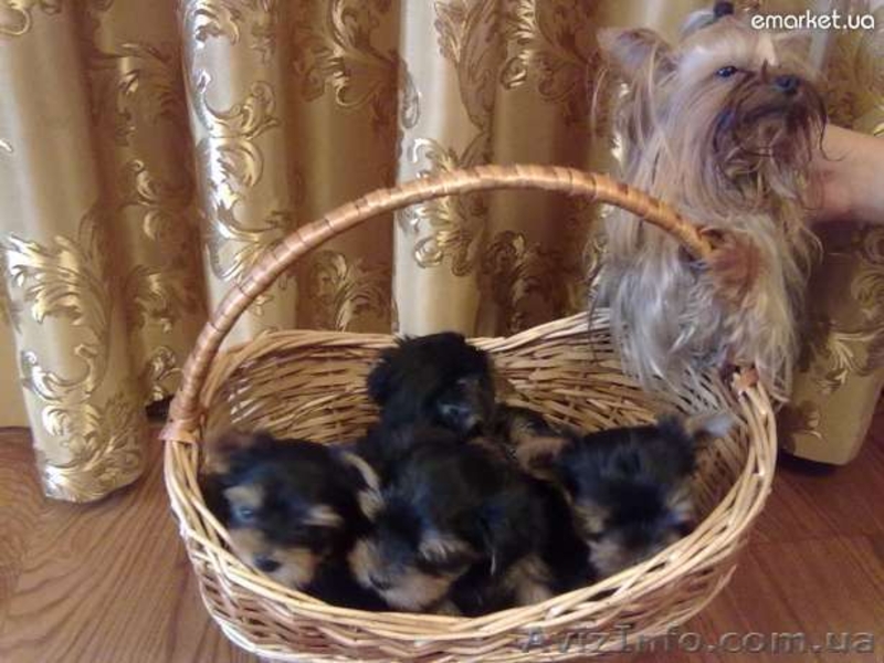 щеночки йорширского терьера - <ro>Изображение</ro><ru>Изображение</ru> #3, <ru>Объявление</ru> #399478