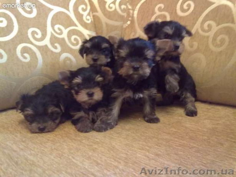 щеночки йорширского терьера - <ro>Изображение</ro><ru>Изображение</ru> #5, <ru>Объявление</ru> #399478