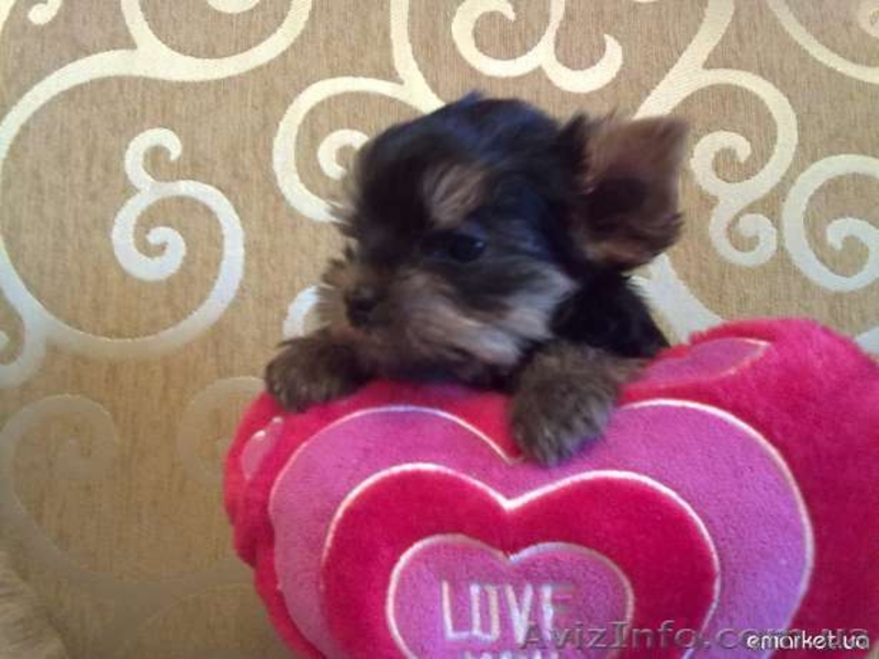 щеночки йорширского терьера - <ro>Изображение</ro><ru>Изображение</ru> #1, <ru>Объявление</ru> #399478