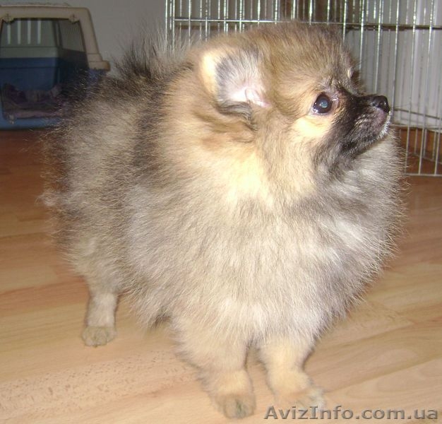 Шпиц померанский (миниатюрный) - <ro>Изображение</ro><ru>Изображение</ru> #1, <ru>Объявление</ru> #401818