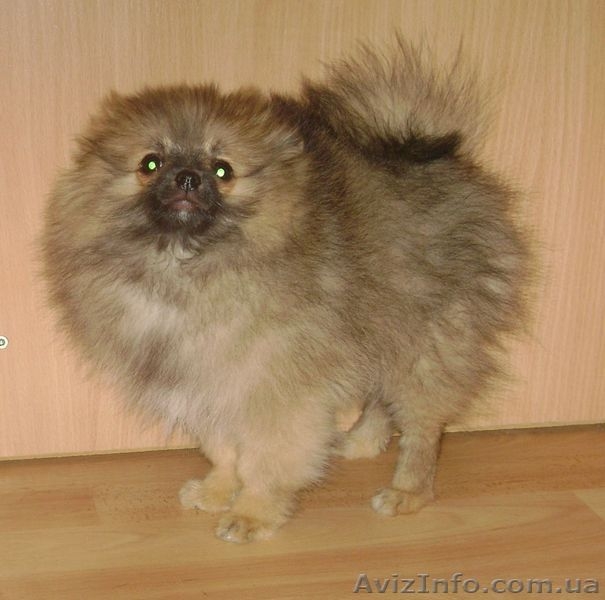 Шпиц померанский (миниатюрный) - <ro>Изображение</ro><ru>Изображение</ru> #2, <ru>Объявление</ru> #401818