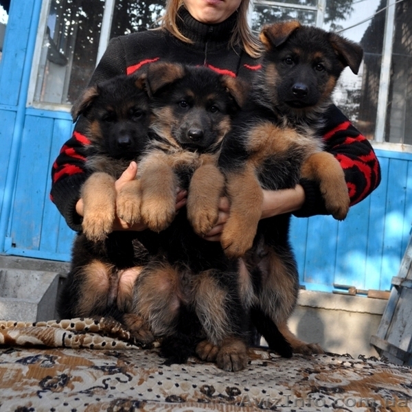 Перспективные щенки немецкой овчарки - крови Германии! - <ro>Изображение</ro><ru>Изображение</ru> #2, <ru>Объявление</ru> #403790