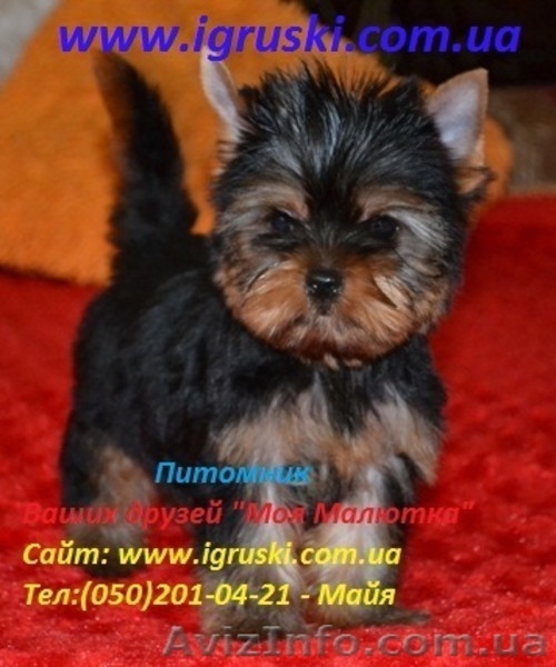 Элитные щеночки йоркширского терьера питомник Моя Малютка - <ro>Изображение</ro><ru>Изображение</ru> #5, <ru>Объявление</ru> #433079