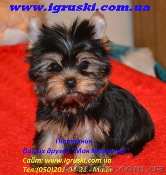 Элитные щеночки йоркширского терьера питомник Моя Малютка - <ro>Изображение</ro><ru>Изображение</ru> #6, <ru>Объявление</ru> #433079