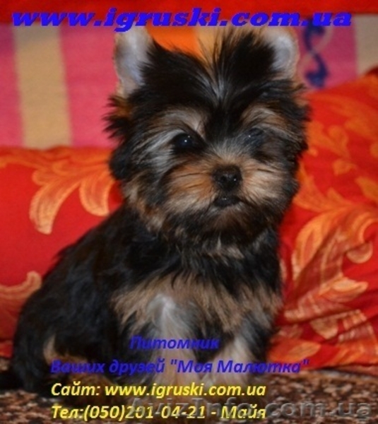 Элитные щеночки йоркширского терьера питомник Моя Малютка - <ro>Изображение</ro><ru>Изображение</ru> #1, <ru>Объявление</ru> #433079