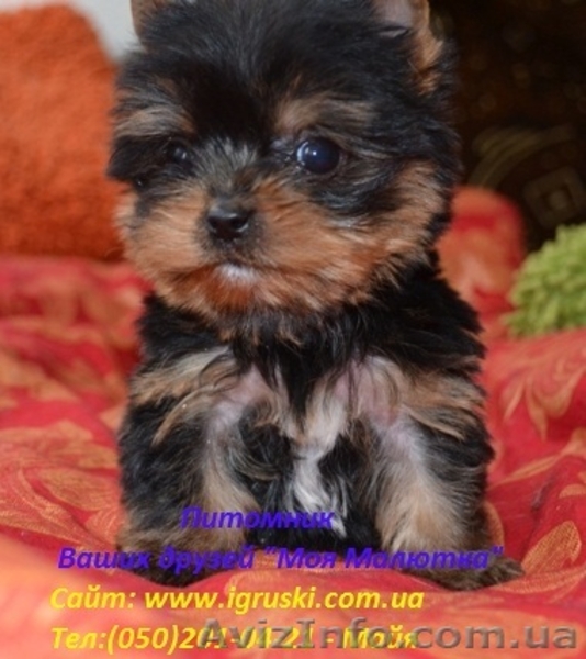 Элитные щеночки йоркширского терьера питомник Моя Малютка - <ro>Изображение</ro><ru>Изображение</ru> #8, <ru>Объявление</ru> #433079