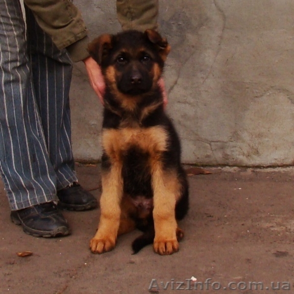 Перспективные щенки немецкой овчарки - крови Германии! - <ro>Изображение</ro><ru>Изображение</ru> #3, <ru>Объявление</ru> #403790