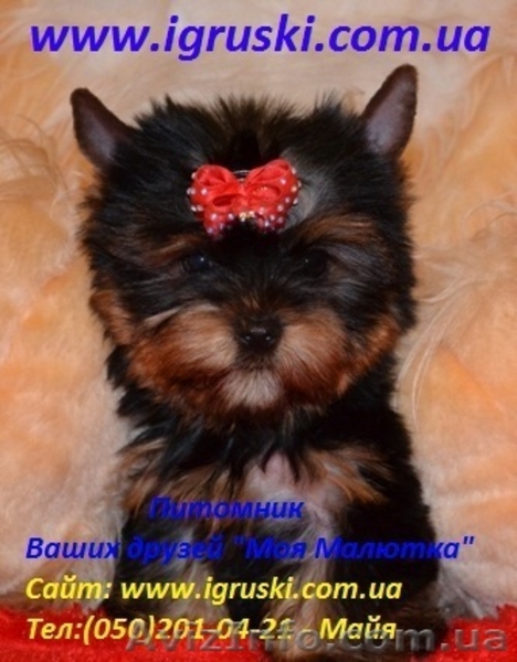 Элитные щеночки йоркширского терьера питомник Моя Малютка - <ro>Изображение</ro><ru>Изображение</ru> #3, <ru>Объявление</ru> #433079