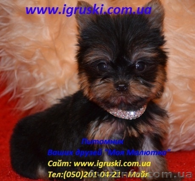 Элитные щеночки йоркширского терьера питомник Моя Малютка - <ro>Изображение</ro><ru>Изображение</ru> #2, <ru>Объявление</ru> #433079