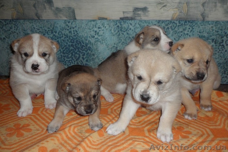 Продам щенков алабая - северо-кавказского волкодаваГ. Винница - <ro>Изображение</ro><ru>Изображение</ru> #1, <ru>Объявление</ru> #444257