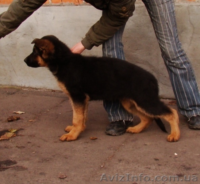 2 ПЕРСПЕКТИВНЫХ ПОДРОЩЕНЫХ КОБЕЛЯ НЕМЕЦКОЙ ОВЧАРКИ - <ro>Изображение</ro><ru>Изображение</ru> #2, <ru>Объявление</ru> #458292