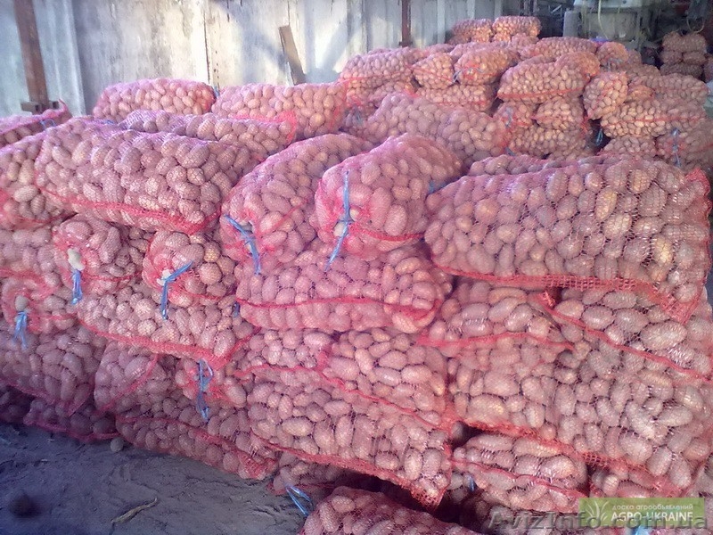 продам картошку семенную - <ro>Изображение</ro><ru>Изображение</ru> #2, <ru>Объявление</ru> #497540