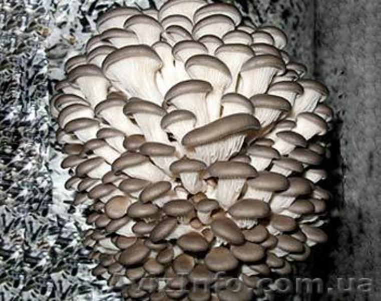 Продаю недорого міцелій шампіньйона ( печериця), опенька, вешенки, шиітаке … - <ro>Изображение</ro><ru>Изображение</ru> #3, <ru>Объявление</ru> #509854