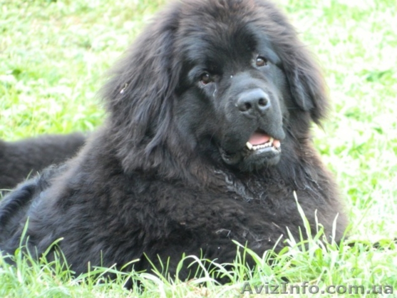 Ньюфаундленд(водолас) - предлагаем прекрасных щенков для всей семьи. - <ro>Изображение</ro><ru>Изображение</ru> #3, <ru>Объявление</ru> #506316