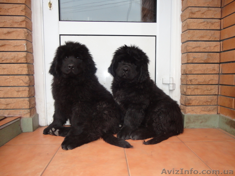 продам щенков ньюфаундленда - <ro>Изображение</ro><ru>Изображение</ru> #1, <ru>Объявление</ru> #499619
