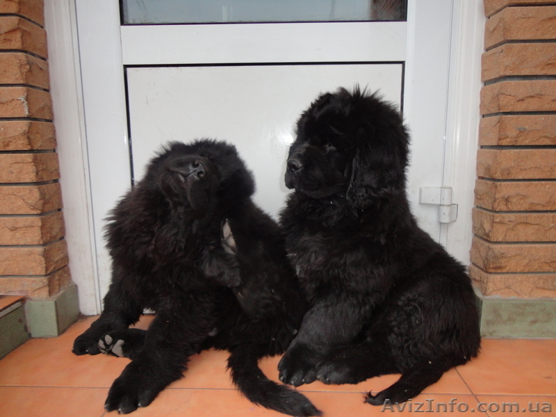 продам щенков ньюфаундленда - <ro>Изображение</ro><ru>Изображение</ru> #3, <ru>Объявление</ru> #499619