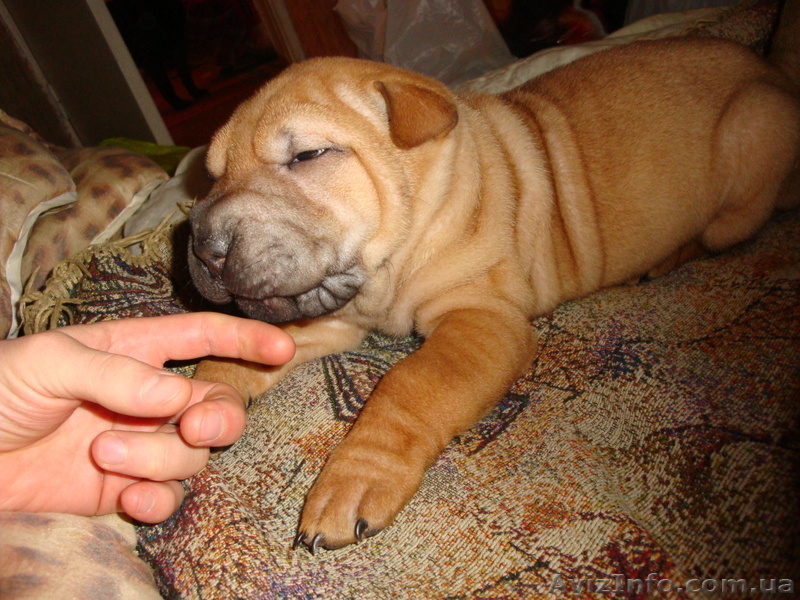 продам маленького шарпейчика - <ro>Изображение</ro><ru>Изображение</ru> #2, <ru>Объявление</ru> #509768