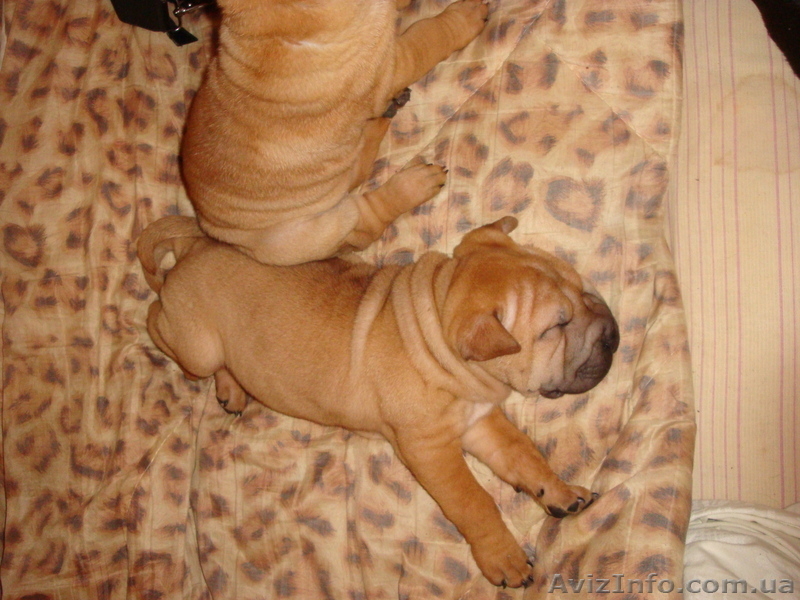 продам маленького шарпейчика - <ro>Изображение</ro><ru>Изображение</ru> #4, <ru>Объявление</ru> #509768