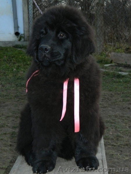 Ньюфаундленд(водолас) - предлагаем прекрасных щенков для всей семьи. - <ro>Изображение</ro><ru>Изображение</ru> #5, <ru>Объявление</ru> #506316