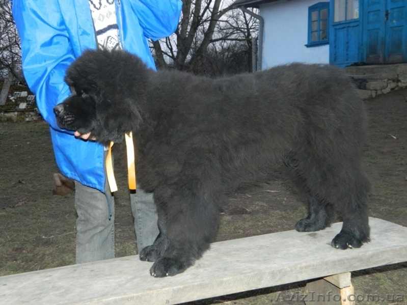 Ньюфаундленд(водолас) - предлагаем прекрасных щенков для всей семьи. - <ro>Изображение</ro><ru>Изображение</ru> #6, <ru>Объявление</ru> #506316
