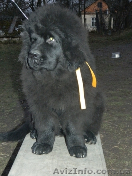Ньюфаундленд(водолас) - предлагаем прекрасных щенков для всей семьи. - <ro>Изображение</ro><ru>Изображение</ru> #7, <ru>Объявление</ru> #506316