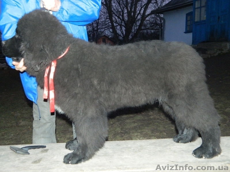 Ньюфаундленд(водолас) - предлагаем прекрасных щенков для всей семьи. - <ro>Изображение</ro><ru>Изображение</ru> #8, <ru>Объявление</ru> #506316
