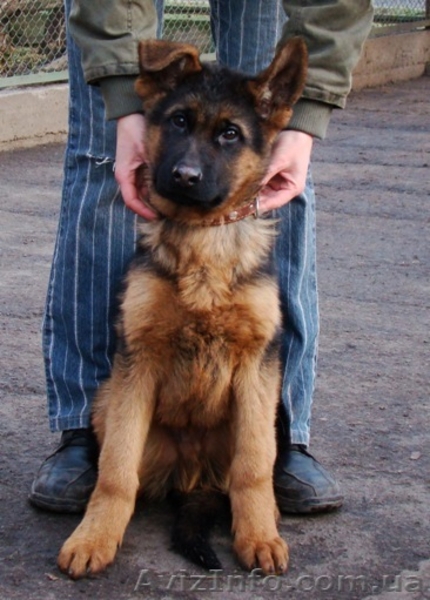 2 ПЕРСПЕКТИВНЫХ ПОДРОЩЕНЫХ КОБЕЛЯ НЕМЕЦКОЙ ОВЧАРКИ - <ro>Изображение</ro><ru>Изображение</ru> #4, <ru>Объявление</ru> #458292