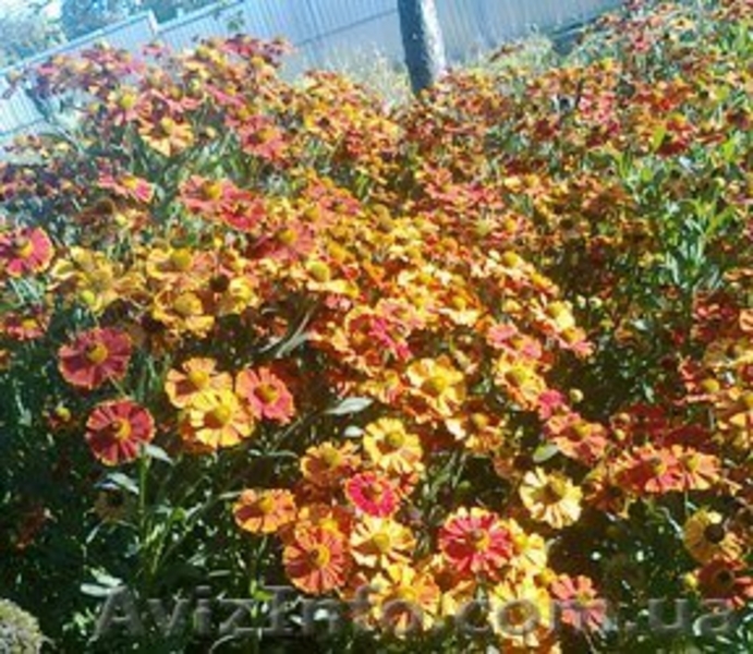 Саженцы с питомника Гуменюка М.С. - <ro>Изображение</ro><ru>Изображение</ru> #2, <ru>Объявление</ru> #504315