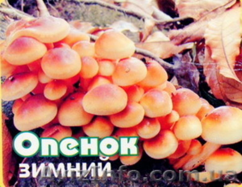 Продаю недорого міцелій шампіньйона ( печериця), опенька, вешенки, шиітаке … - <ro>Изображение</ro><ru>Изображение</ru> #4, <ru>Объявление</ru> #509854