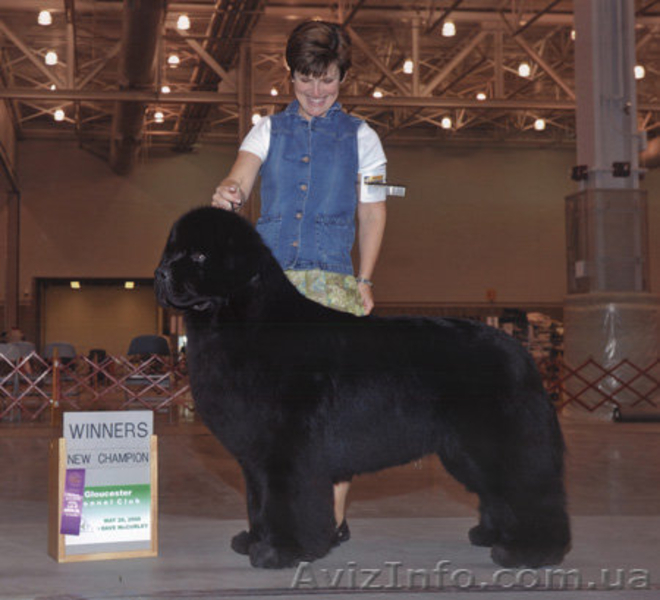 Ньюфаундленд(водолас) - предлагаем прекрасных щенков для всей семьи. - <ro>Изображение</ro><ru>Изображение</ru> #1, <ru>Объявление</ru> #506316
