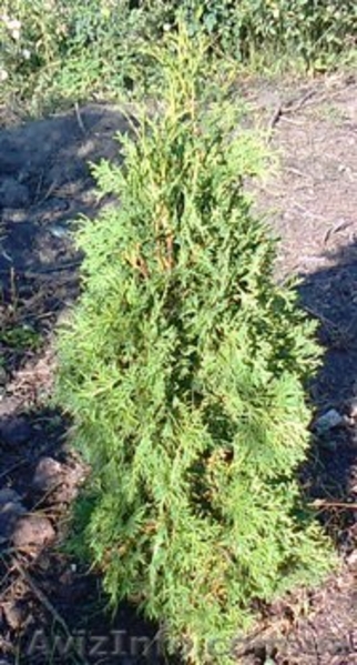 Саженцы с питомника Гуменюка М.С. - <ro>Изображение</ro><ru>Изображение</ru> #3, <ru>Объявление</ru> #504315