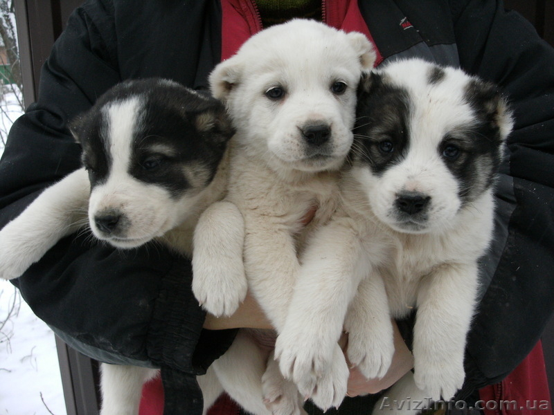 Срочно продам не дорого щенков Северо Кавказского волкодава (Алабай) - <ro>Изображение</ro><ru>Изображение</ru> #1, <ru>Объявление</ru> #535448