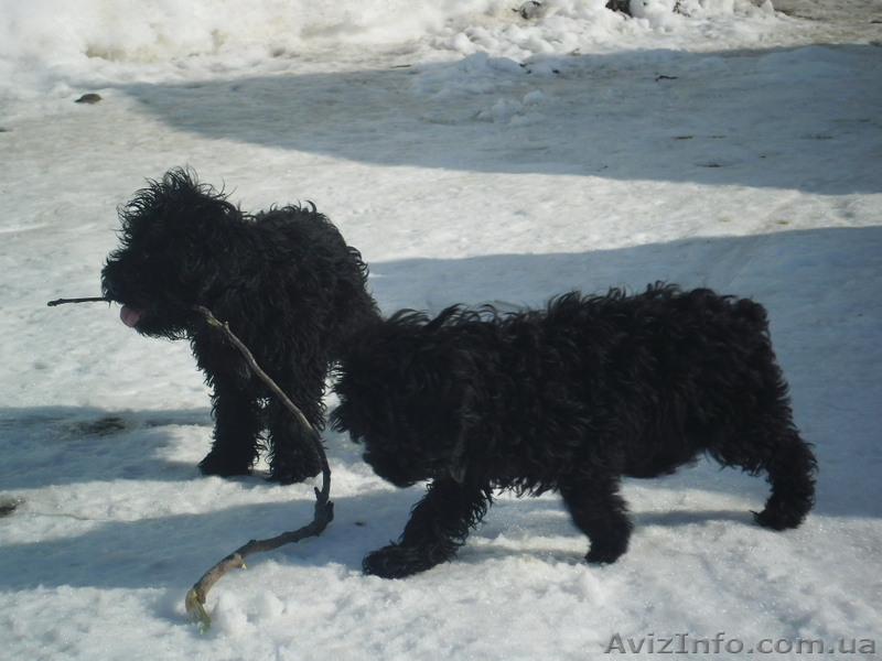 продам кокер-спаниель - <ro>Изображение</ro><ru>Изображение</ru> #1, <ru>Объявление</ru> #555693