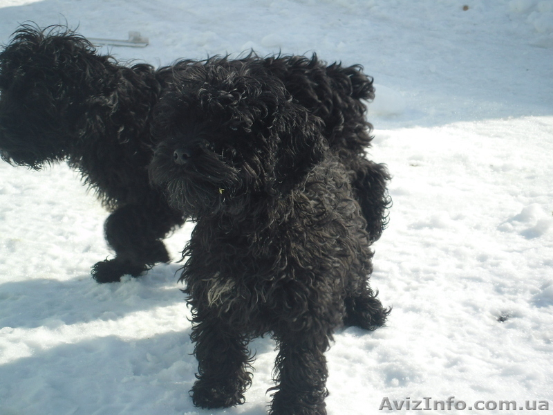 продам кокер-спаниель - <ro>Изображение</ro><ru>Изображение</ru> #2, <ru>Объявление</ru> #555693