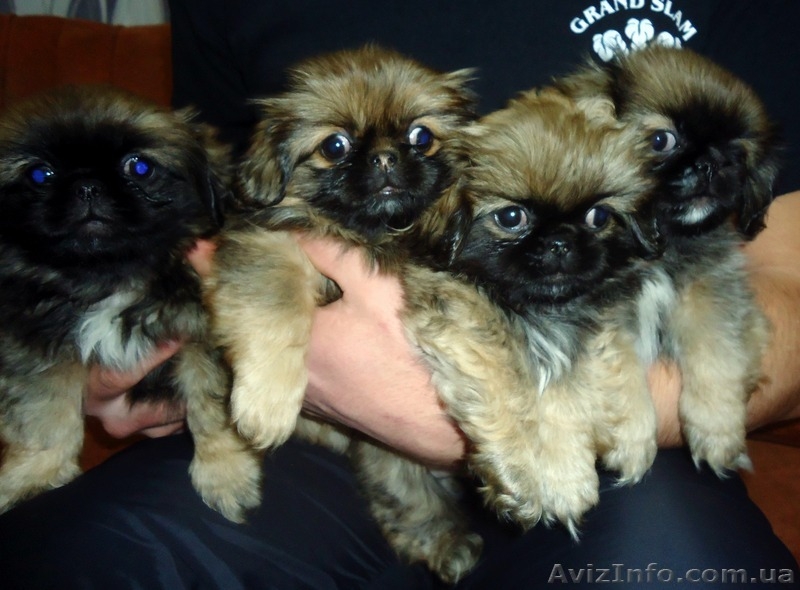 Продам замечательных щенков пекинеса - <ro>Изображение</ro><ru>Изображение</ru> #2, <ru>Объявление</ru> #590286