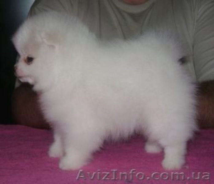 Померанский шпиц редкого окраса - <ro>Изображение</ro><ru>Изображение</ru> #3, <ru>Объявление</ru> #589177