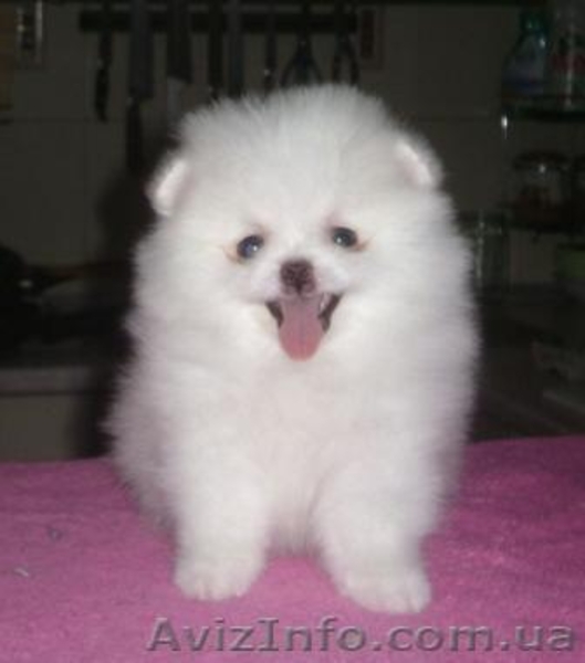 Миниатюрные шпицы эксклюзивного окраса - <ro>Изображение</ro><ru>Изображение</ru> #3, <ru>Объявление</ru> #555502