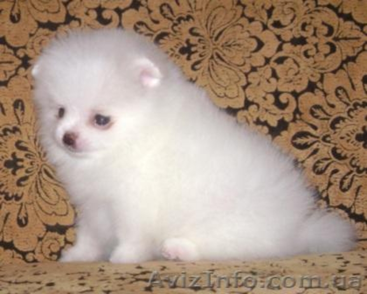 Миниатюрные шпицы эксклюзивного окраса - <ro>Изображение</ro><ru>Изображение</ru> #4, <ru>Объявление</ru> #555502